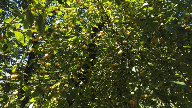 Asiatic Apple photo 3