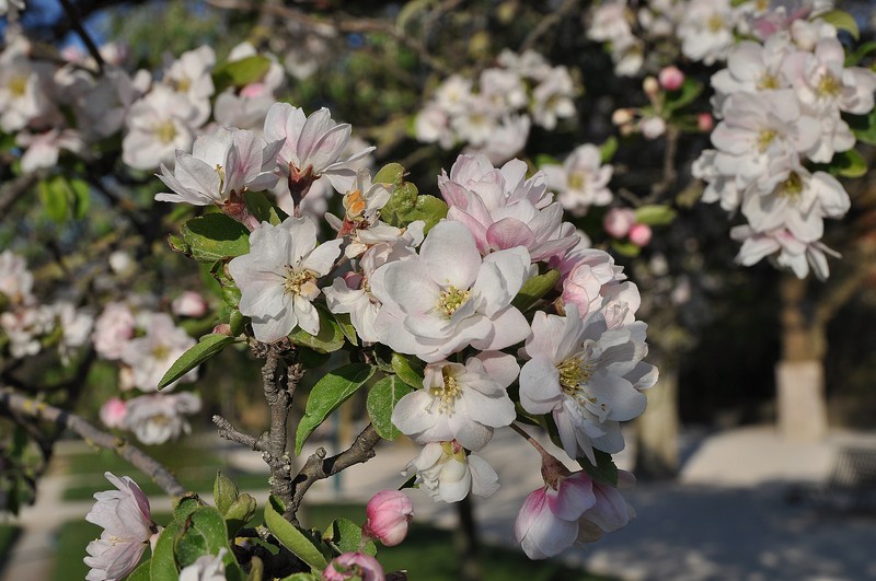 Asiatic Apple photo 4