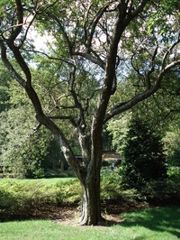 Asiatic Apple