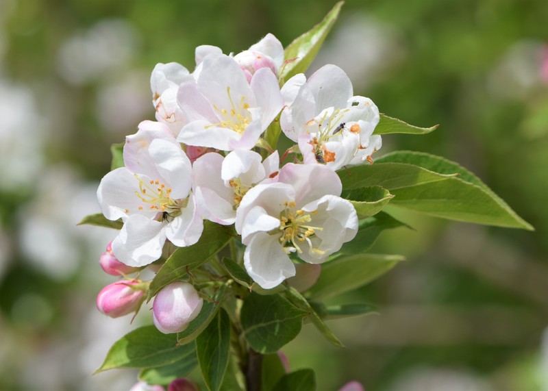 Asiatic Apple photo 2
