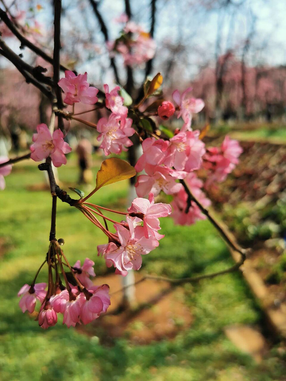 Asiatic Apple photo 6