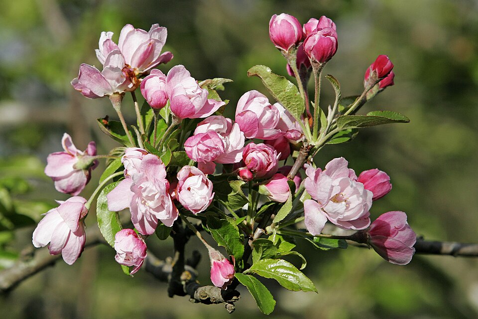 Asiatic Apple photo 7