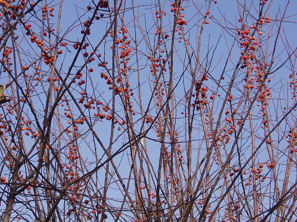 Asiatic Apple photo 8