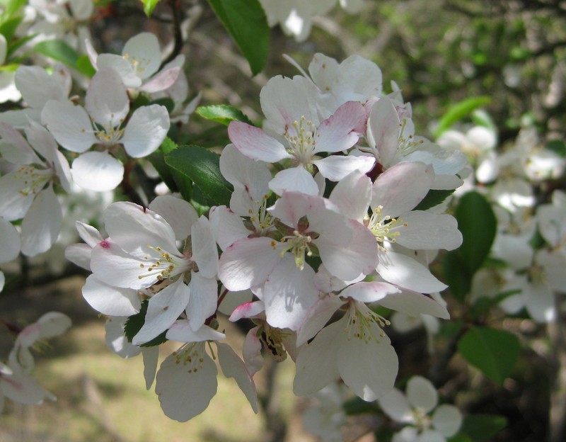 Malus spontanea