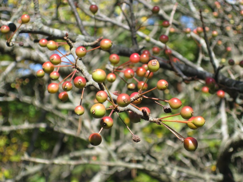 Malus spontanea photo 2