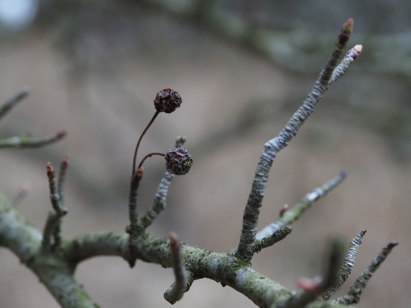 Malus spontanea photo 4