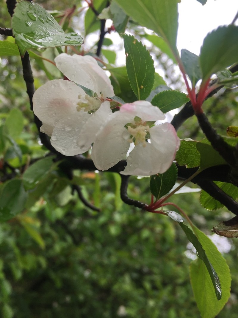 Malus spontanea photo 5