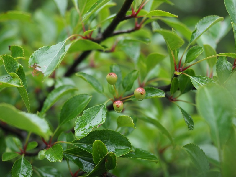 Malus spontanea photo 6