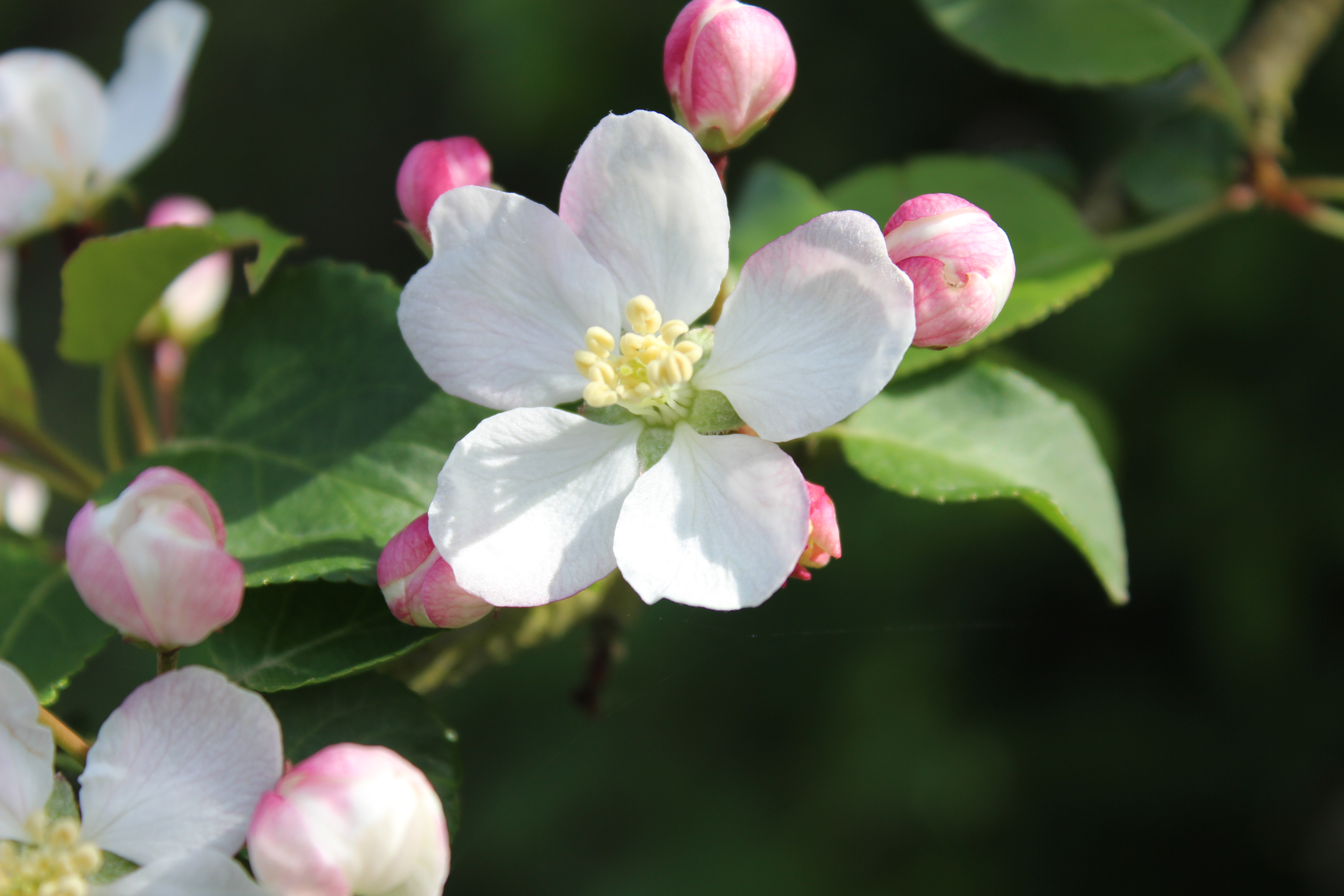 European Crab Apple photo 2