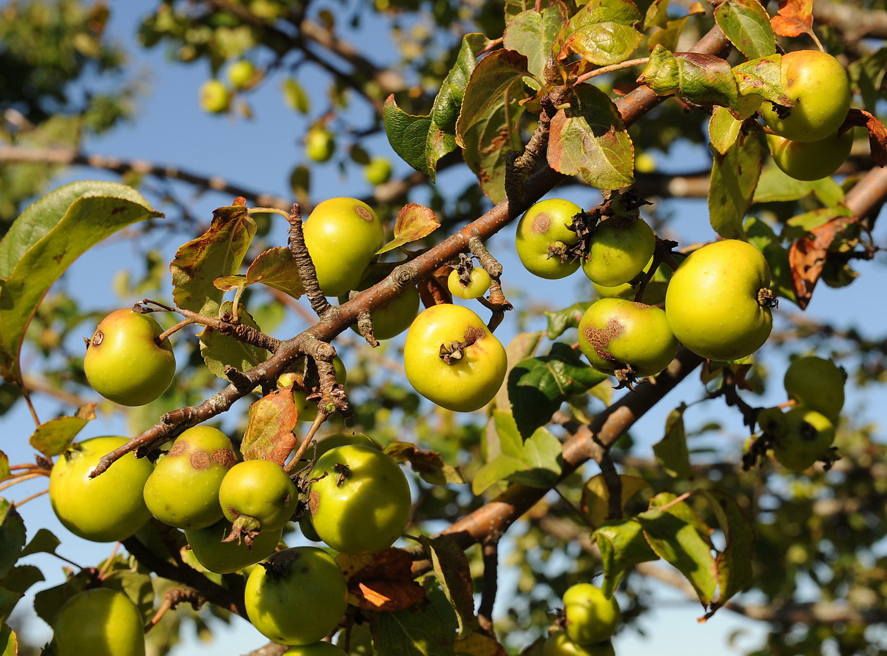 European Crab Apple photo 3