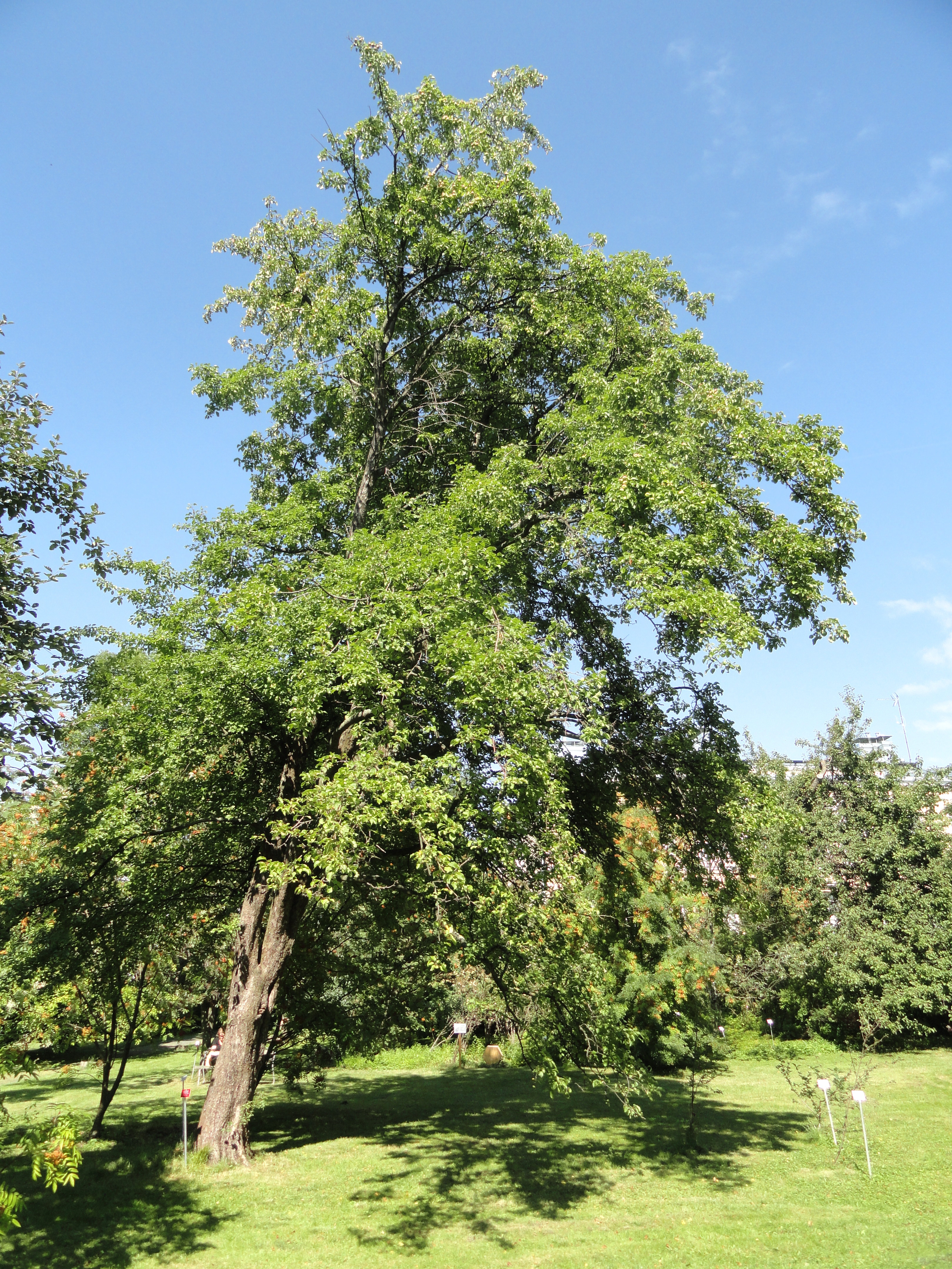 European Crab Apple photo 4