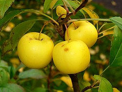 European Crab Apple