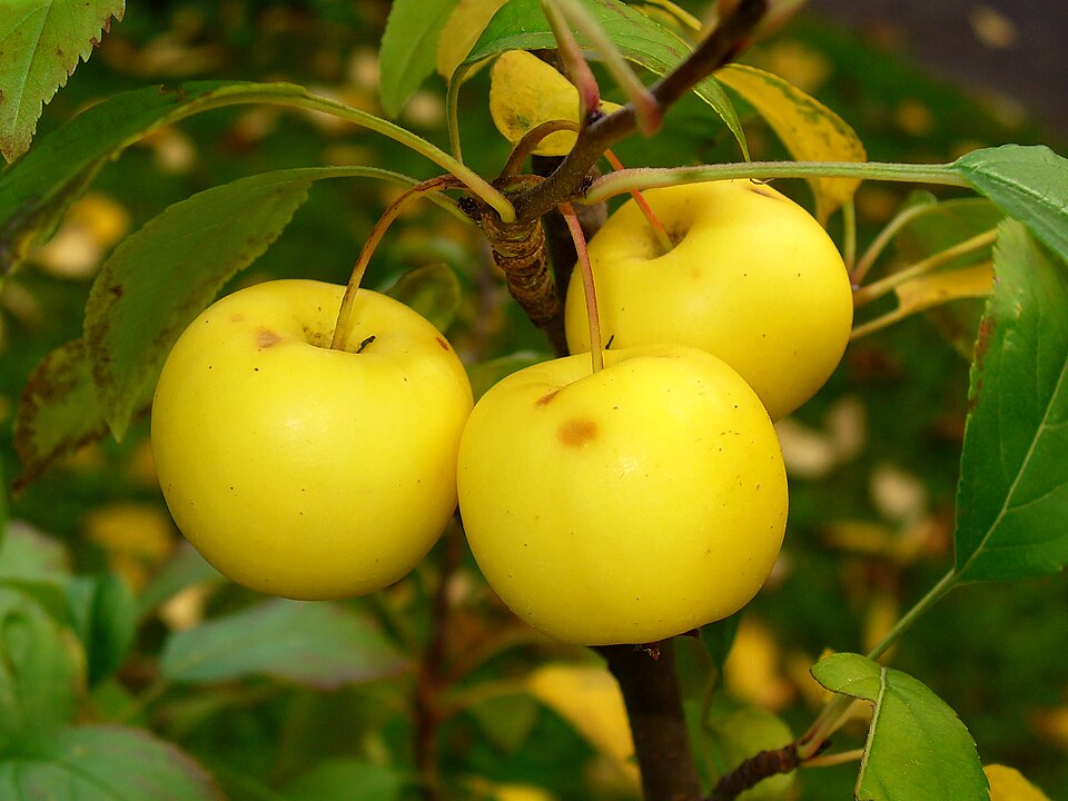European Crab Apple