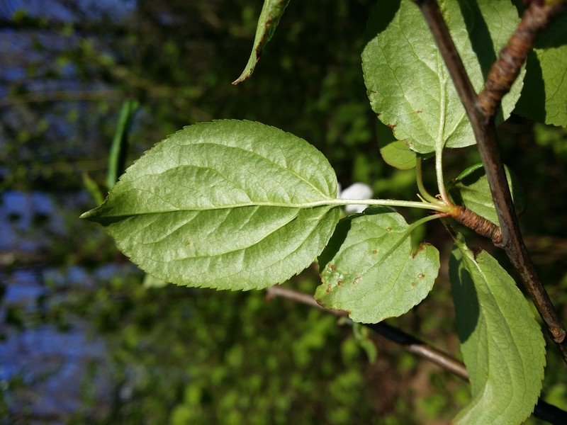 European Crab Apple photo 6