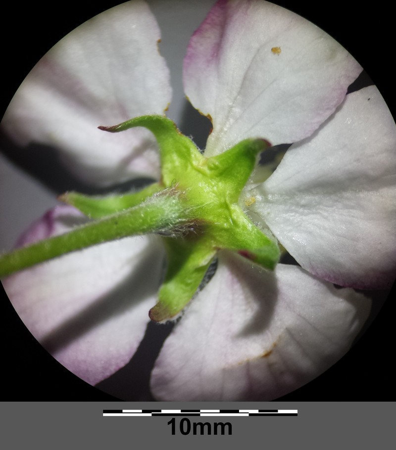 European Crab Apple photo 7