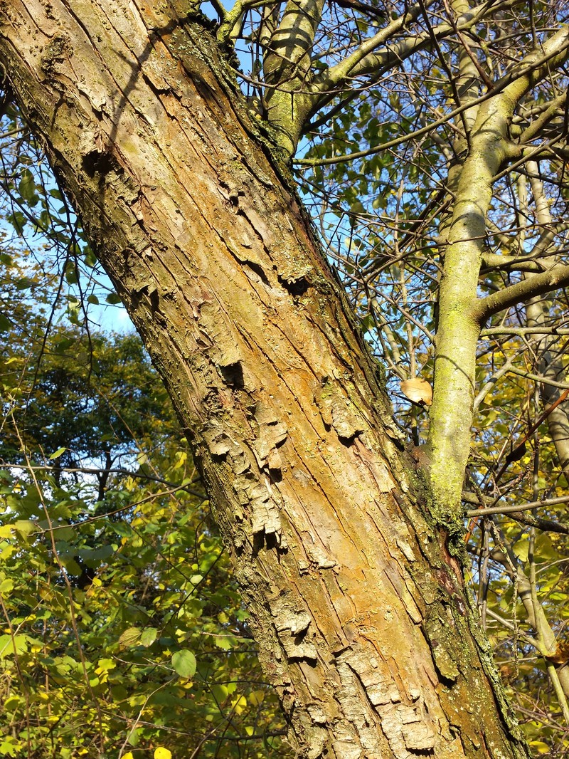 European Crab Apple photo 8