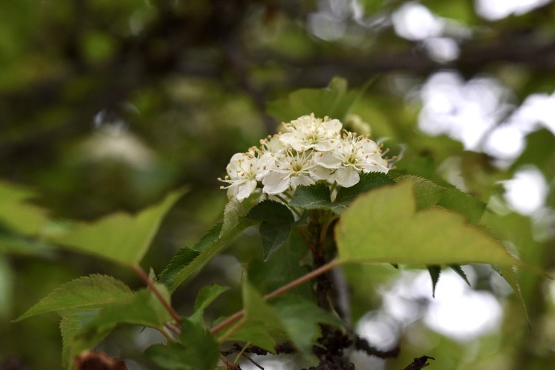Cutleaf Crab Apple photo 2