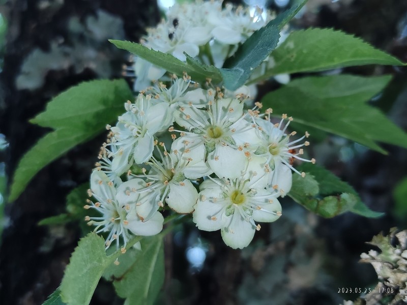 Cutleaf Crab Apple photo 3