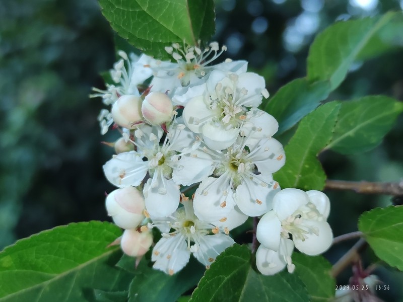 Cutleaf Crab Apple photo 4