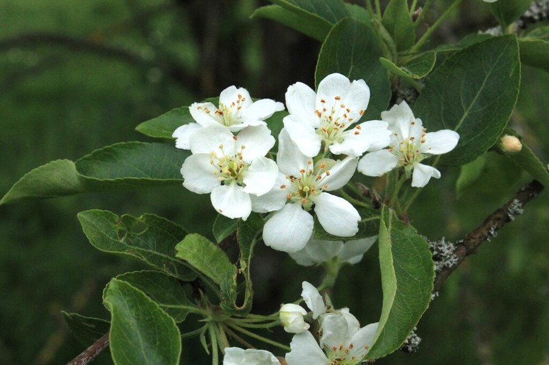 Cutleaf Crab Apple photo 5