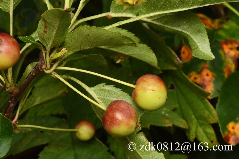 Cutleaf Crab Apple photo 6