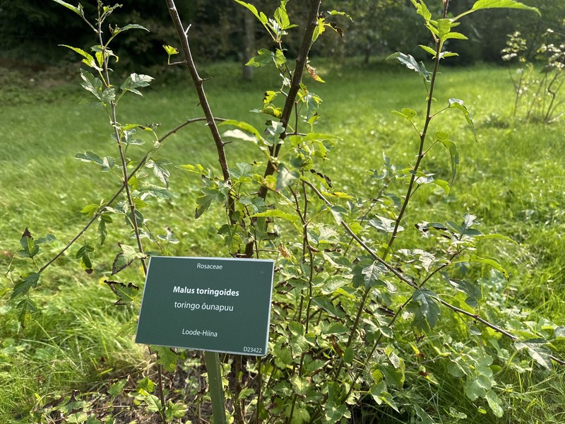 Cutleaf Crab Apple photo 7