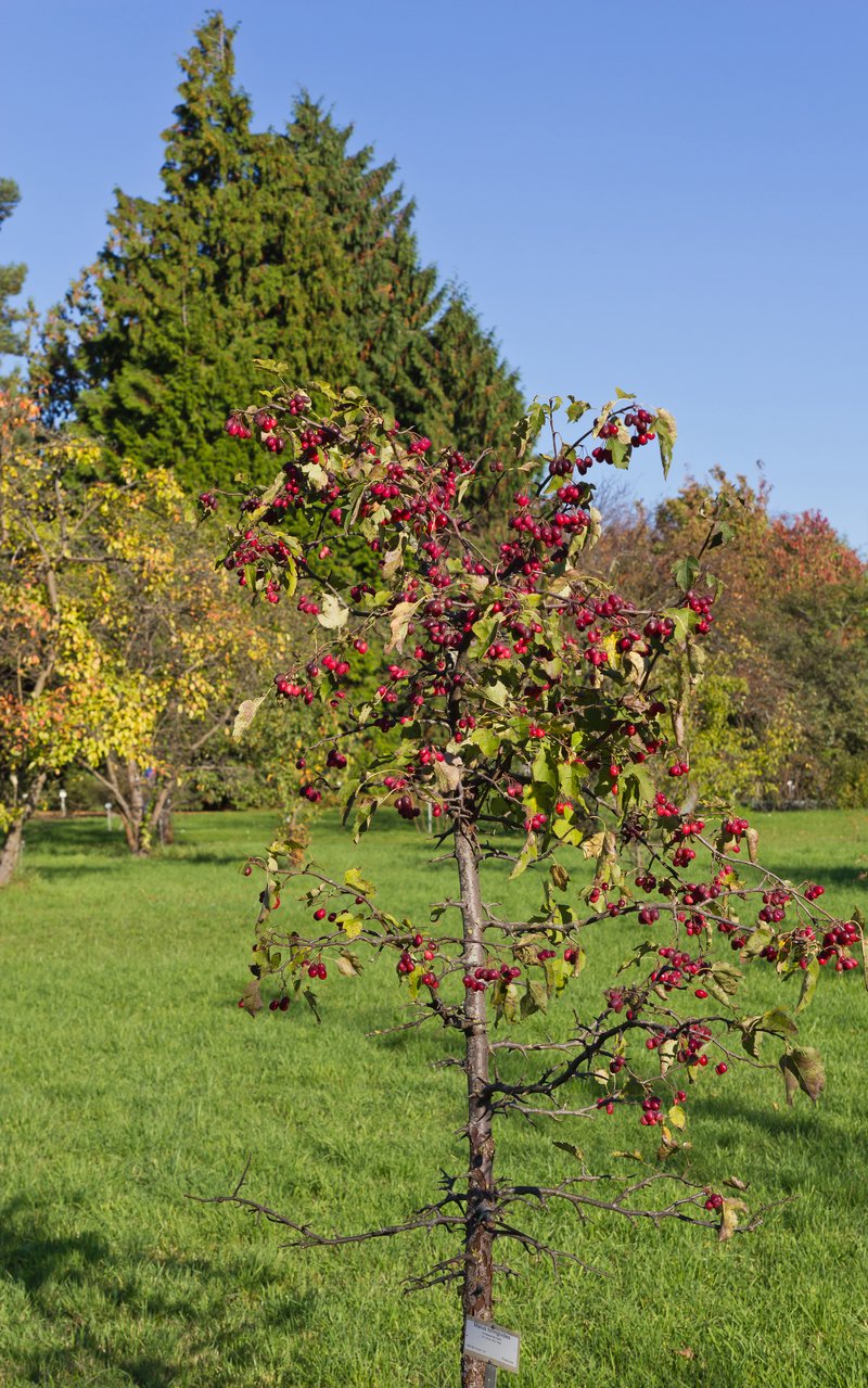 Cutleaf Crab Apple