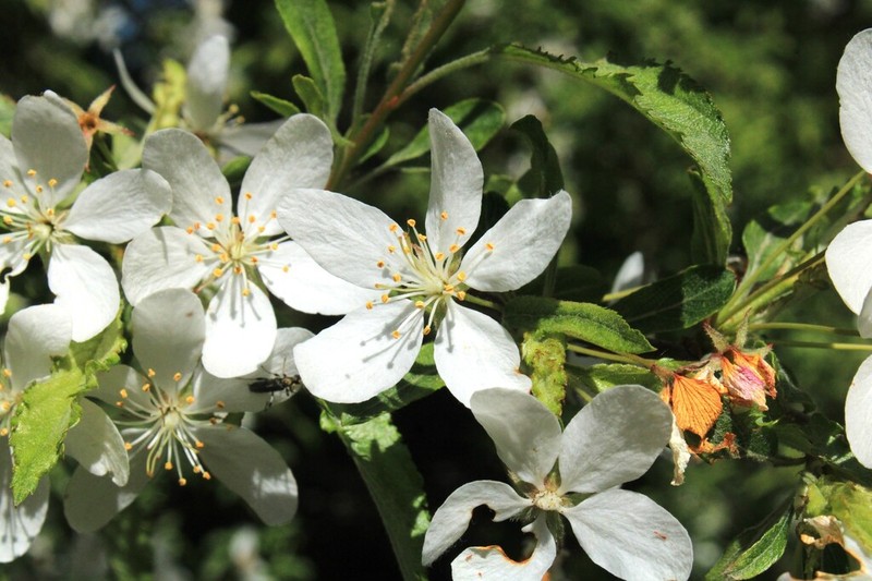 Malus transitoria photo 2