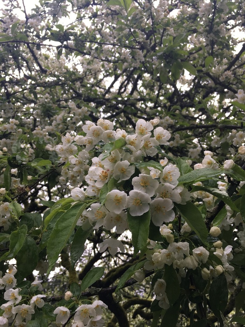 Malus transitoria photo 3