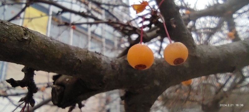 Malus transitoria photo 4