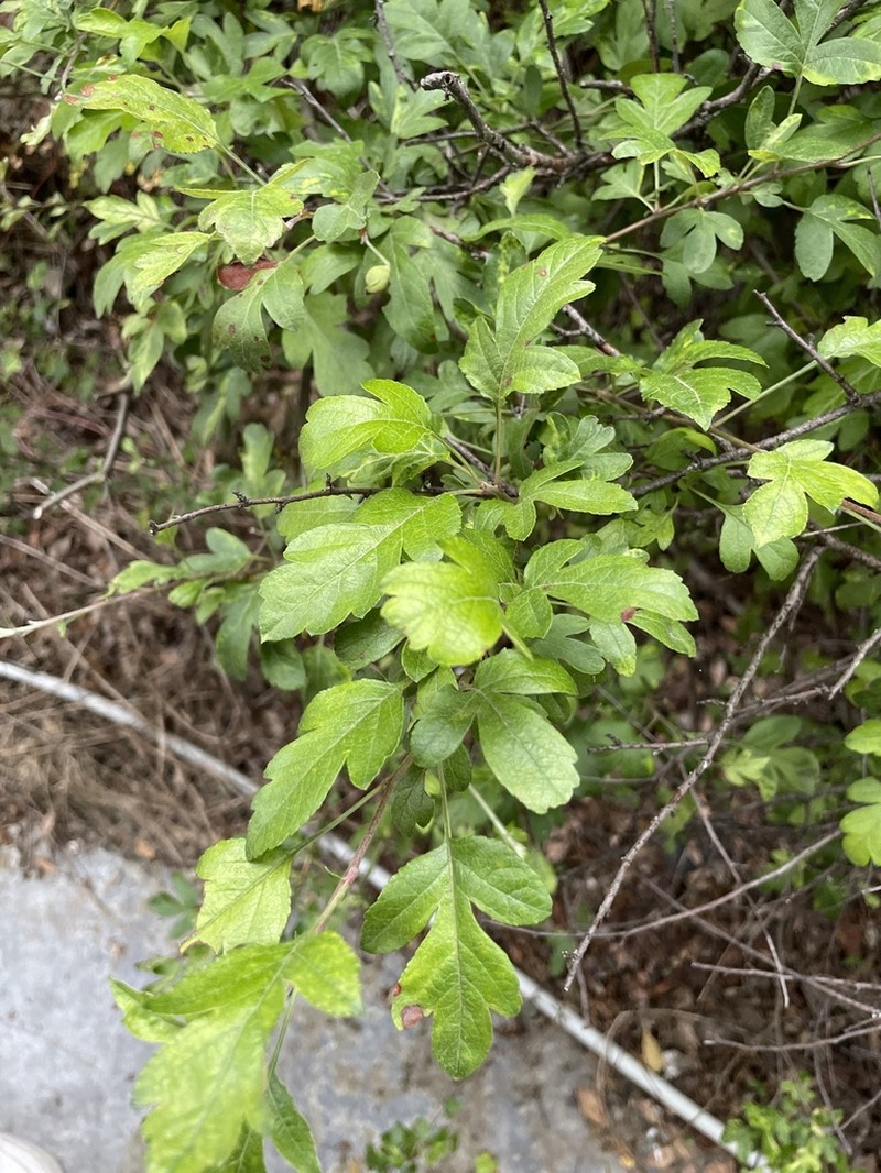 Malus transitoria photo 5