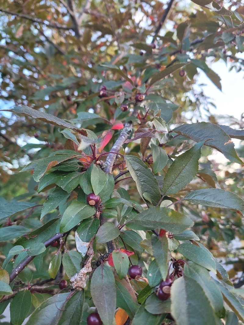 Malus transitoria photo 6
