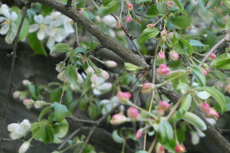 Malus transitoria photo 7