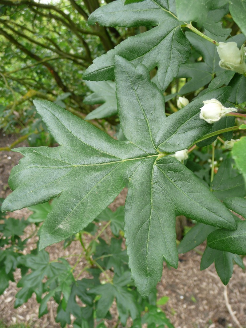 Malus trilobata