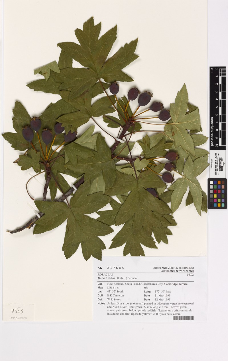 Malus trilobata photo 3