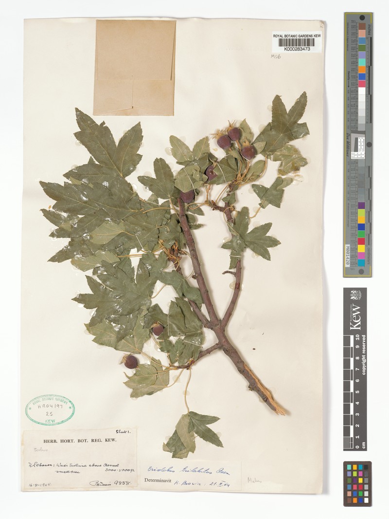 Malus trilobata photo 4
