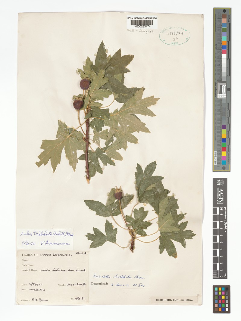 Malus trilobata photo 5