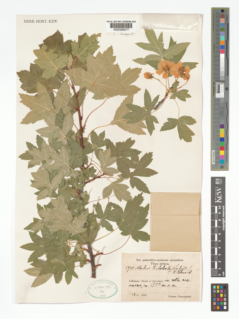 Malus trilobata photo 6