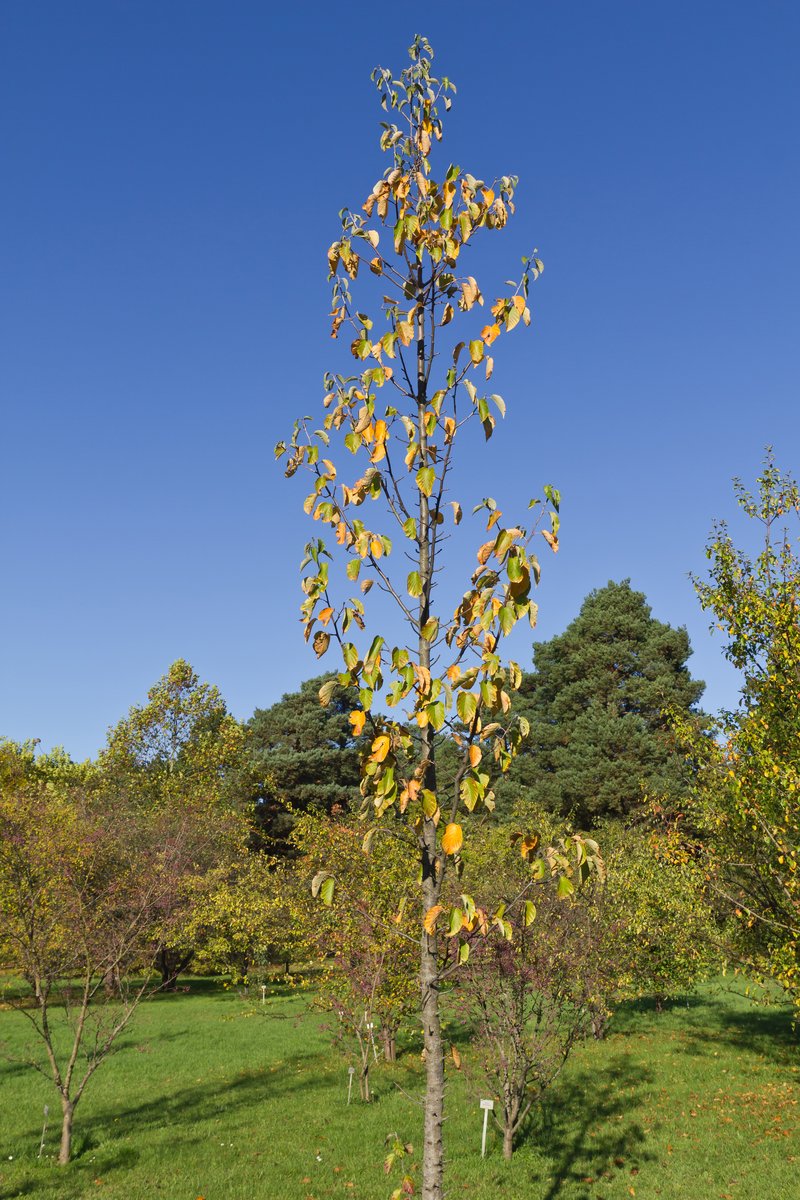 Pillar Apple