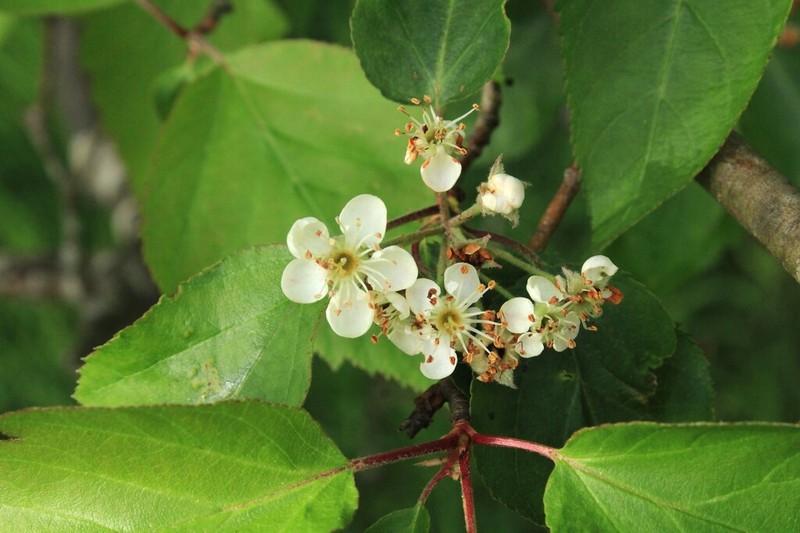 Malus yunnanensis photo 3
