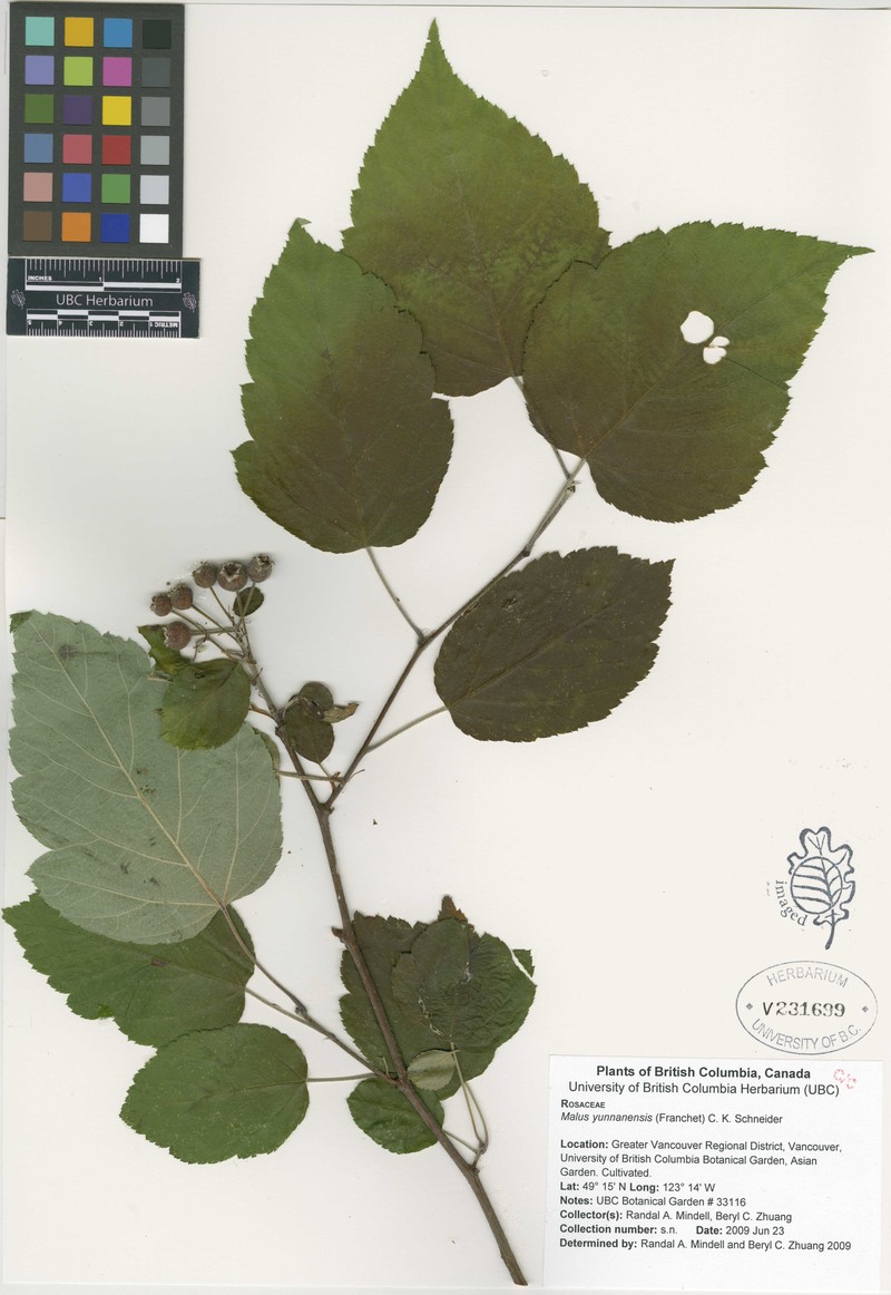 Malus yunnanensis photo 4