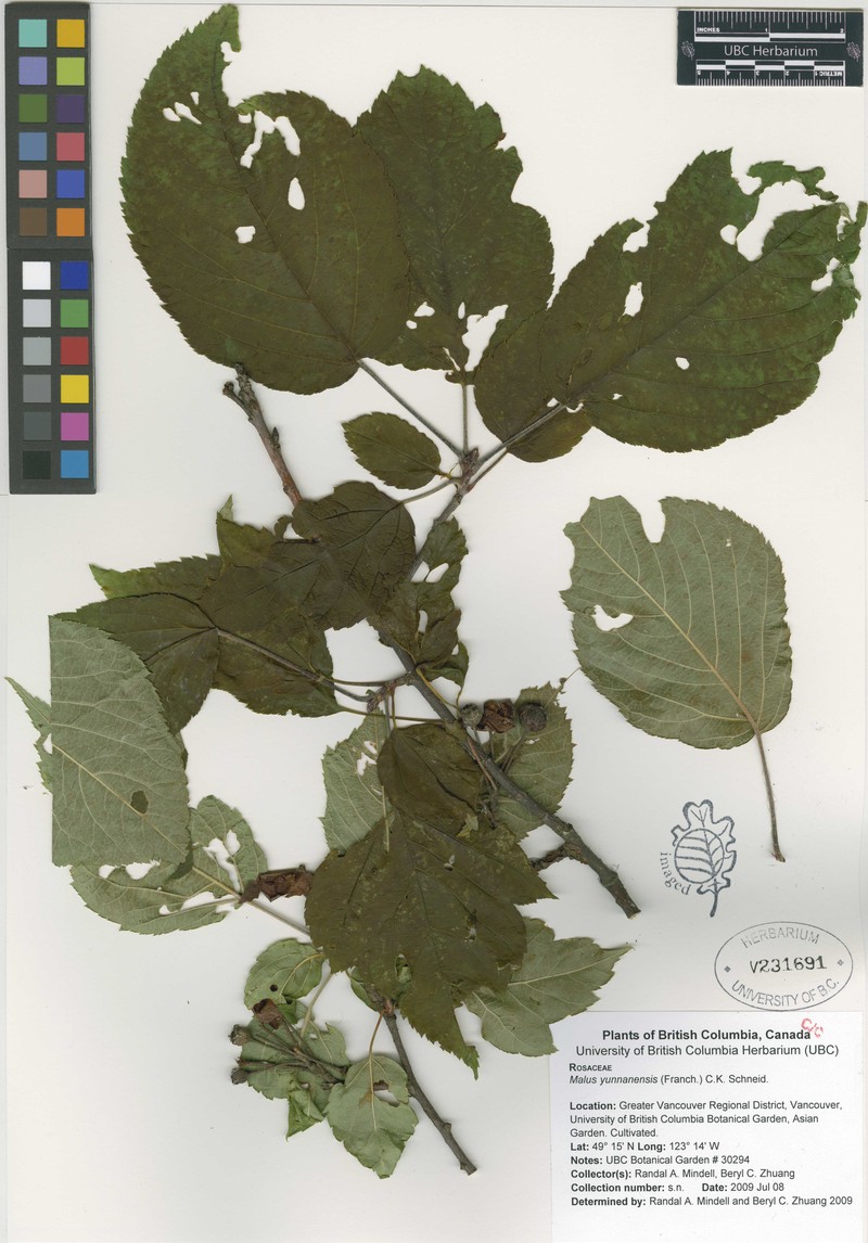 Malus yunnanensis photo 5