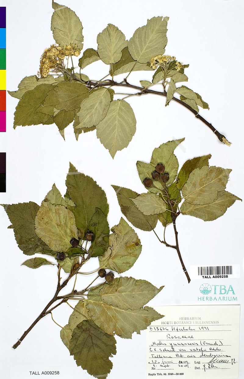 Malus yunnanensis photo 6