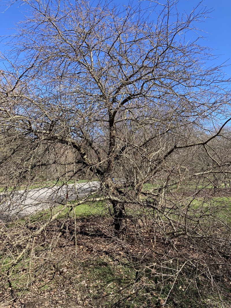 Malus zhaojiaoensis