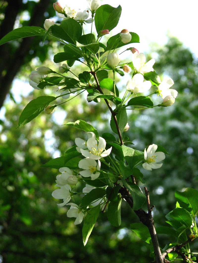 O-Zumi photo 4