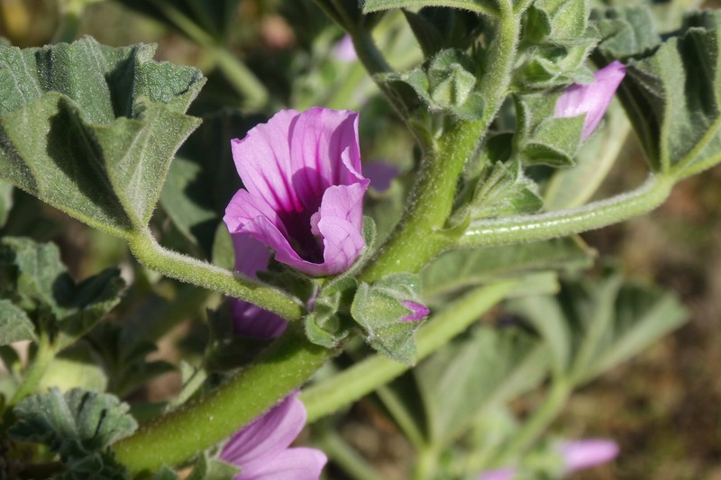 Malva × columbretensis