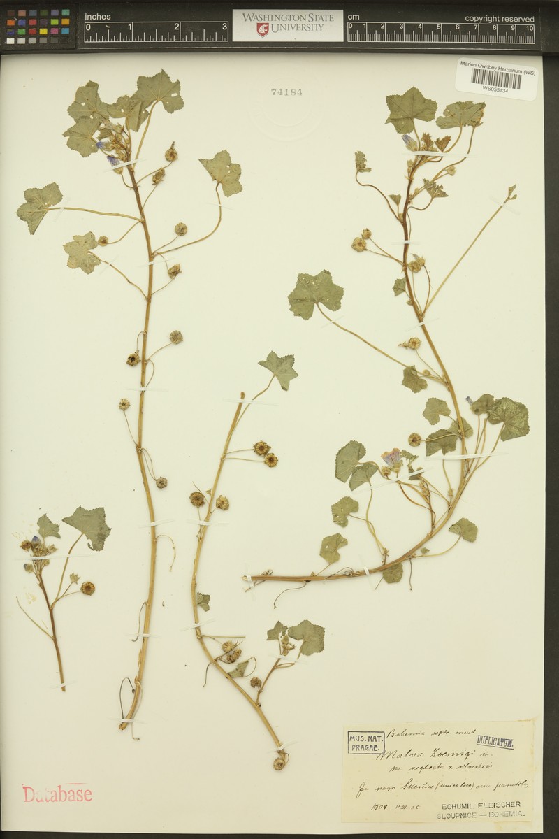 Malva × zoernigii