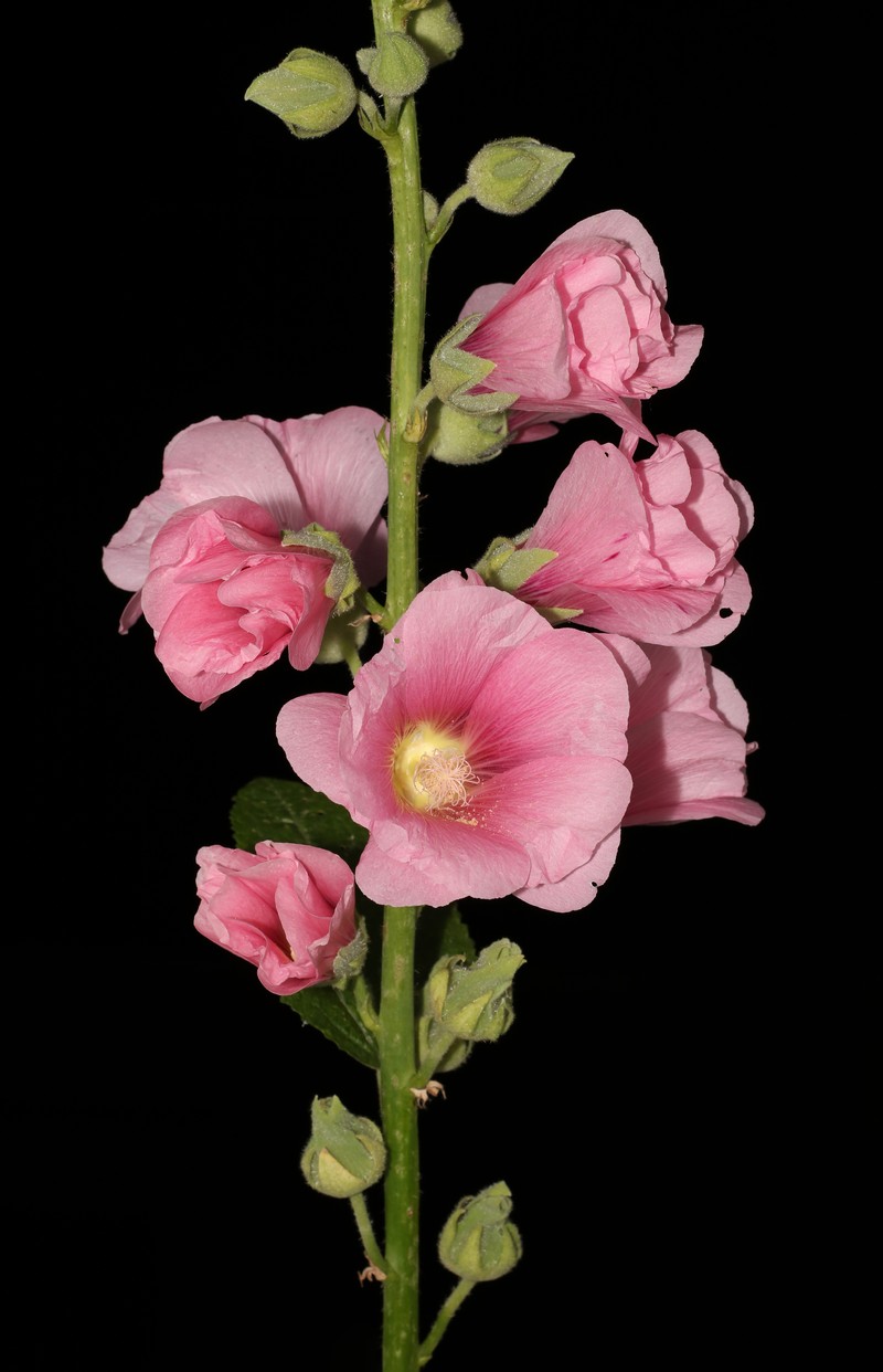 Vervain Mallow photo 4