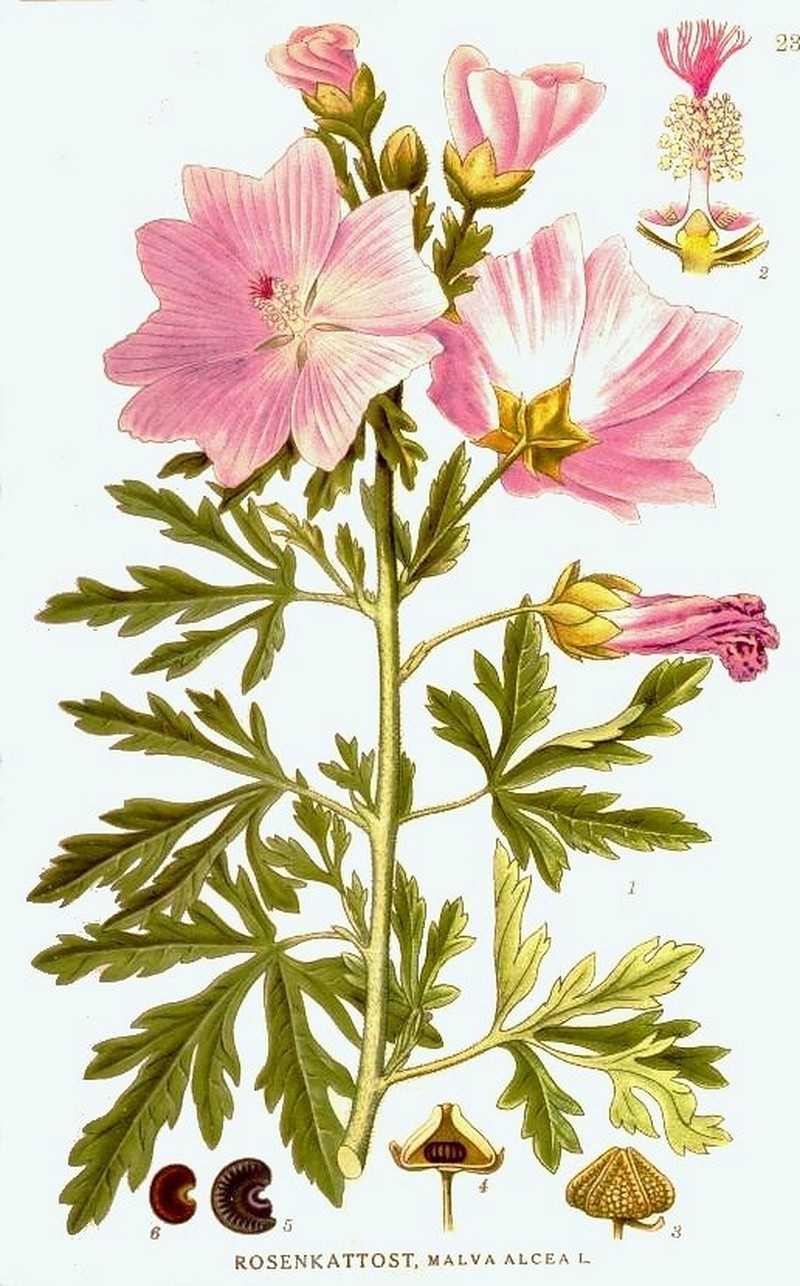 Vervain Mallow photo 2