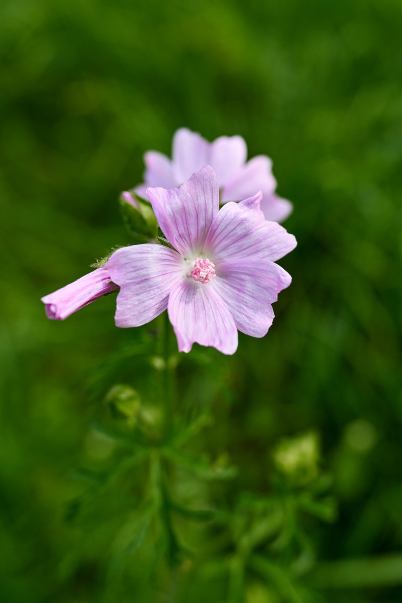 Vervain Mallow photo 3